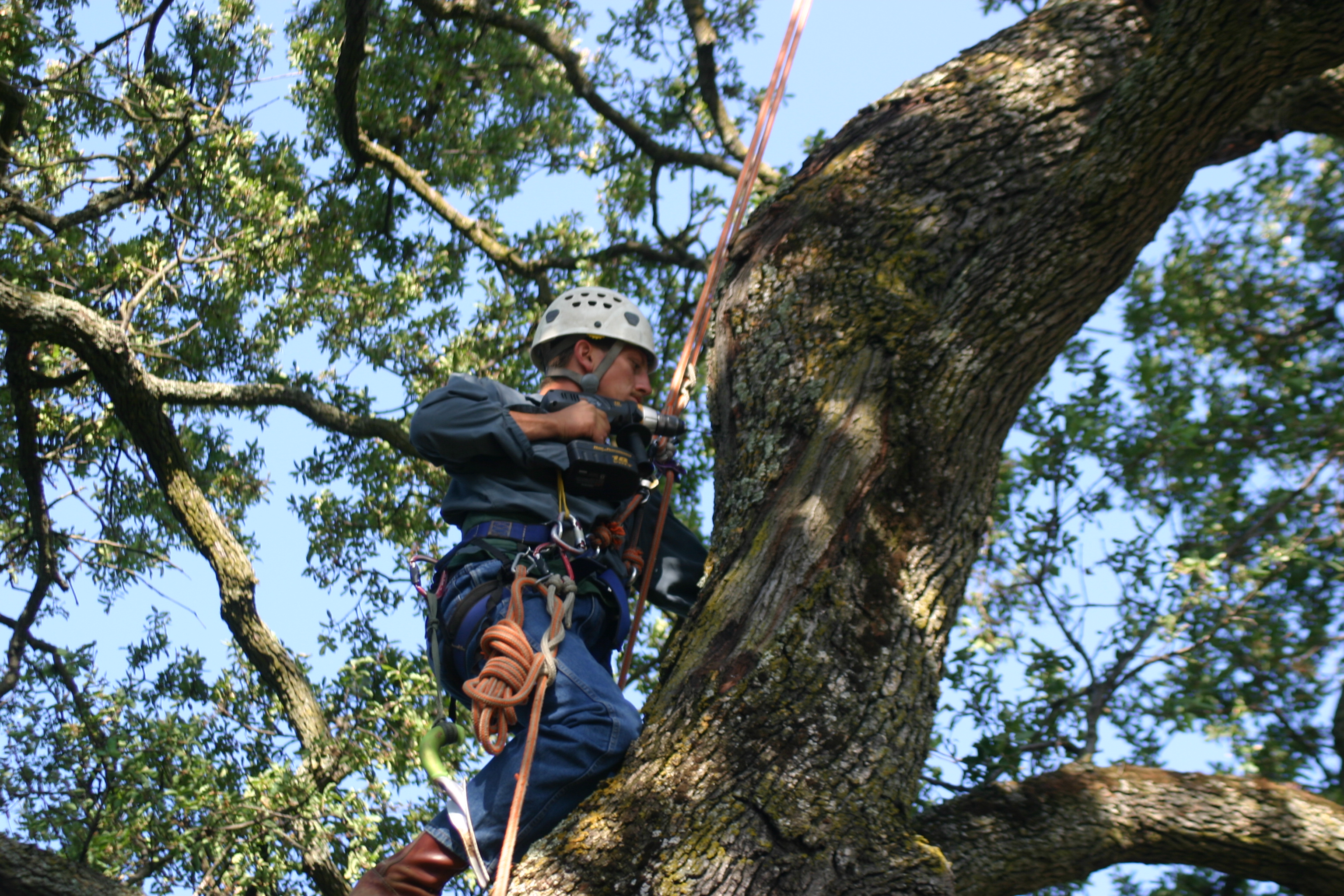 3-good-things-your-arborist-can-help-you-with