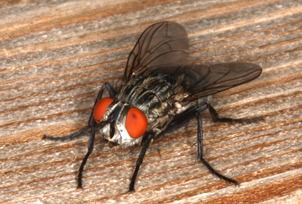 common-houseflies
