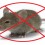 Signs of Rodent Infestations – Rodent Control Los Angeles