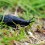 10 Home Cures For Garden Slugs