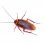 How to Kill Fleas Using Professional Pest Control Raleigh NC Services