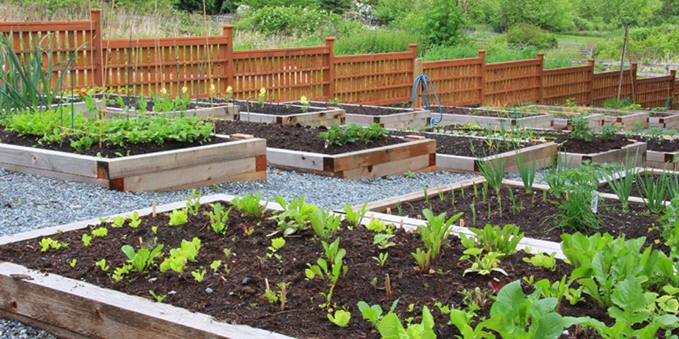 Tips to Prepare a Garden Bed for Planting Vegetables
