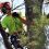 Importance of Tree Pruning Process