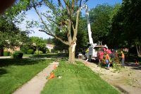 What to Consider When Opting for a Tree Removal Service in Atlanta