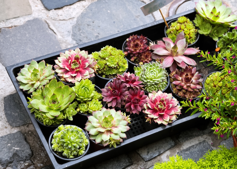 Where to Buy Succulents Online