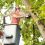 What Do I Need To Know Before Hiring A Tree Service?