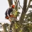 Removing Dangerous Trees Safely: A Guide To Tree Removal Services