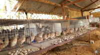 Reasons Why Quail Farming is Sustainable