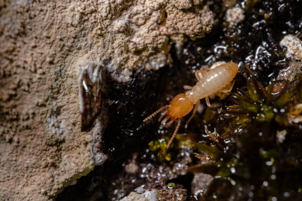 Termite Problem