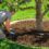 Precision Arborcare Provides Expert Tips for Tree Care in North Carolina